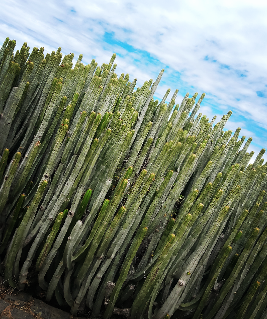 El Cactus - la nueva formula potente en la cosmética masculina